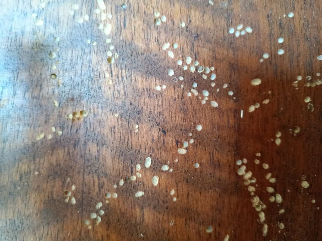 vermi invasivi perforanti